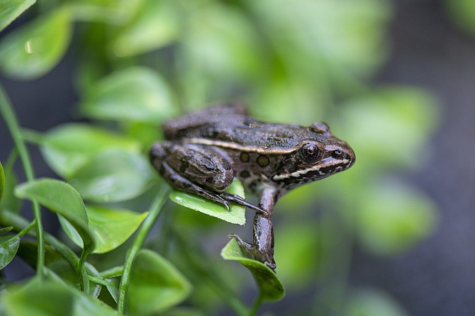 Hundreds of endangered northern leopard frogs will leap back into the wild soon, thanks to a recovery effort at Northwest Trek Wildlife Park.