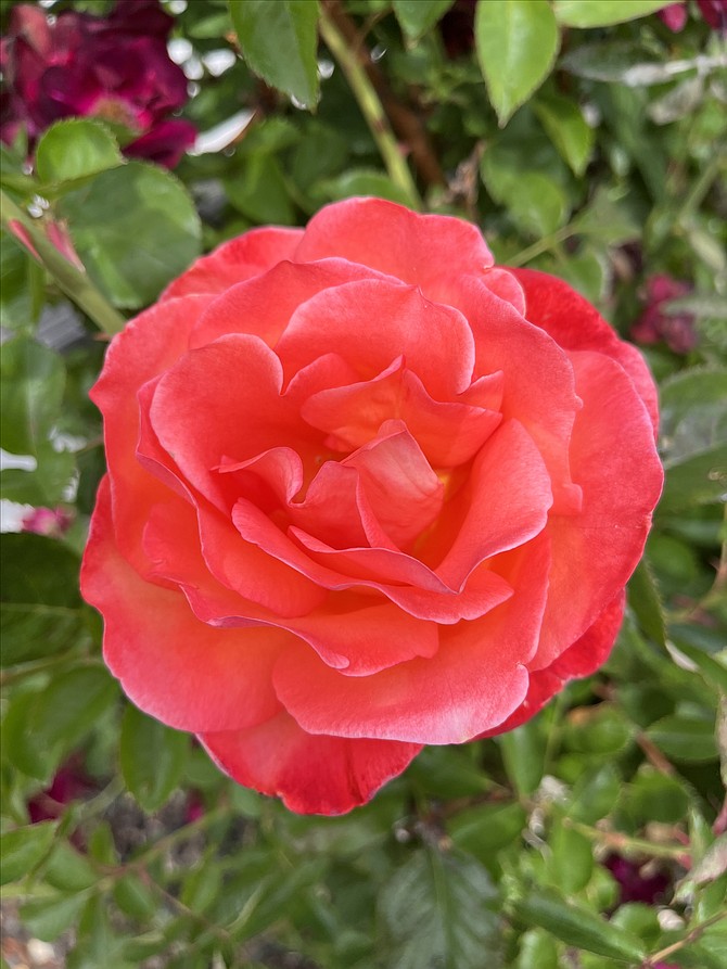 I'm starting to get some nice flower photos, including this one from Gardnerville resident Frank Dressel of a rose.