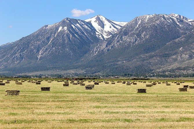 Carson Valley ranchers are harvesting the first cutting of hay for the season.