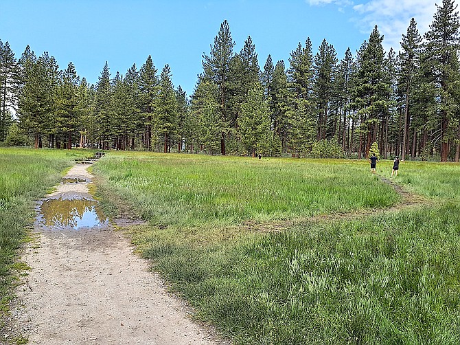 Lam Watah Trail at Rabe Meadow is wet in some spots, but forest officials are asking visitors to use the trail instead of striking out across the meadow.
Shay Zanetti/U.S. Forest Service