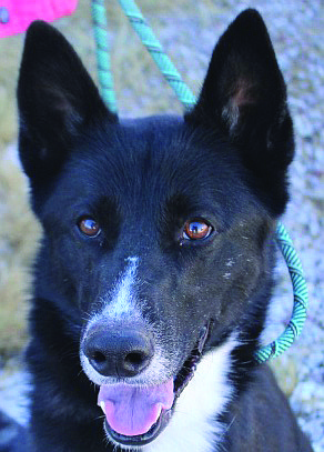 Moose is a handsome 2.5-year-old shepherd/border collie mix. He is a sweet dog who loves people and has spent time with older children. He enjoys playing with his toys and being around his family.