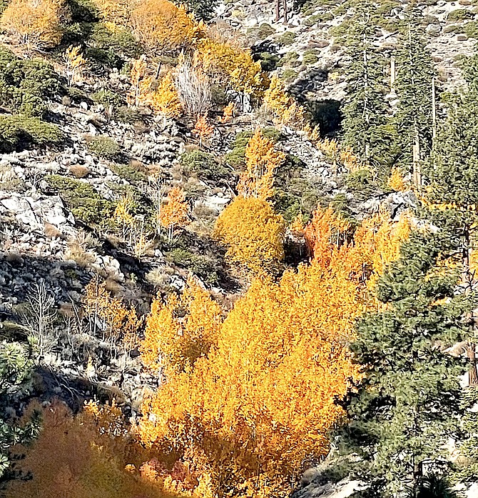 A stand of aspens turn gold in a sunny canyon rising above Kingsbury Grade in October 2021.