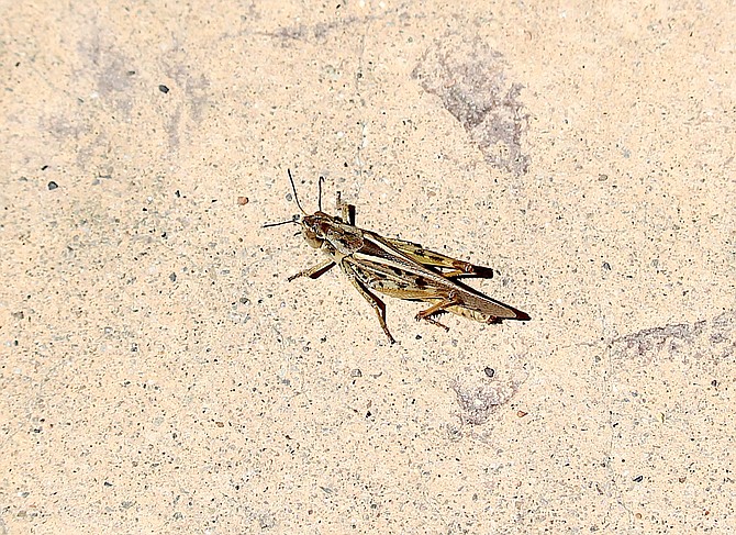 A clearwinged grasshopper on Saturday afternoon.