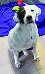 Urgent: Home needed for senior dog; no fee for adoption. Dixie is a lovely 13-year-old English Pointer. She is a sweet dog who craves companionship. In spite of arthritis and an old tendon injury, she is quite agile and loves going on walks. In fact, she still gets random bursts of energy just like a puppy.