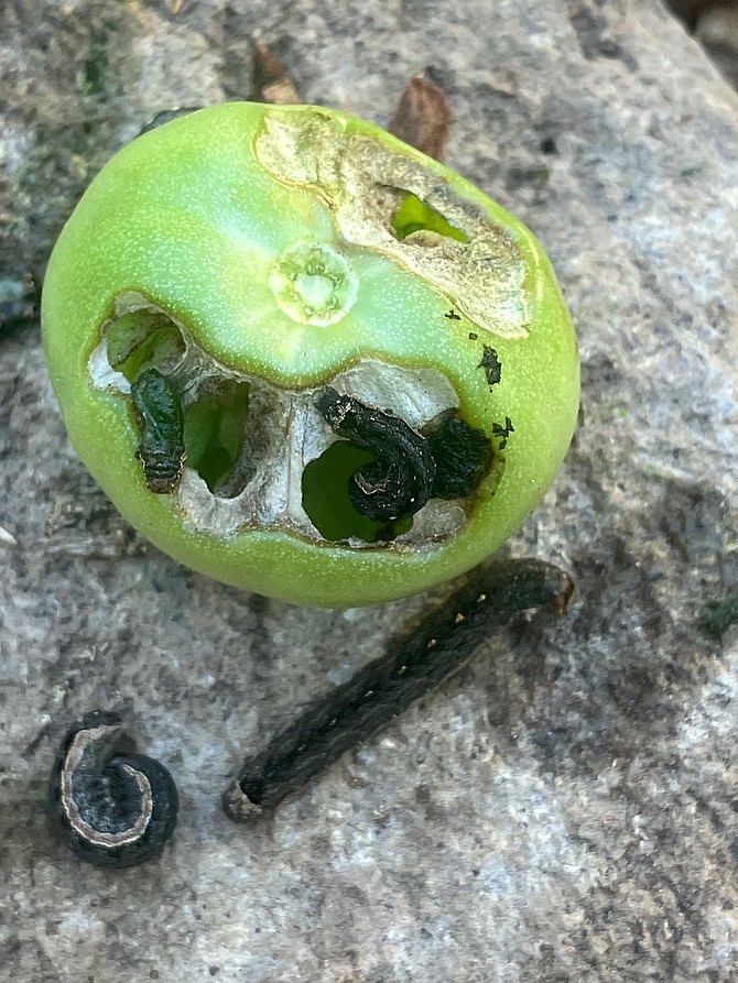 Armyworm damage to a tomato.