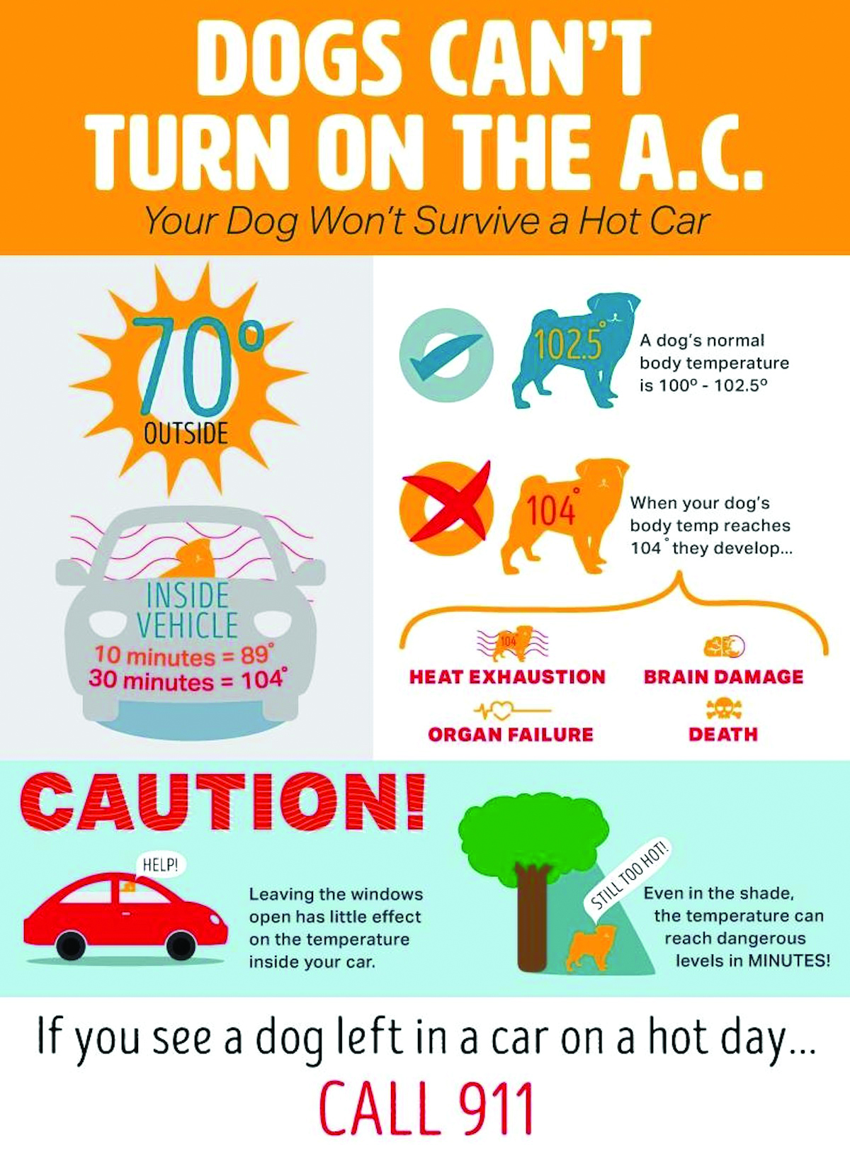 Normal Temperature For Dogs