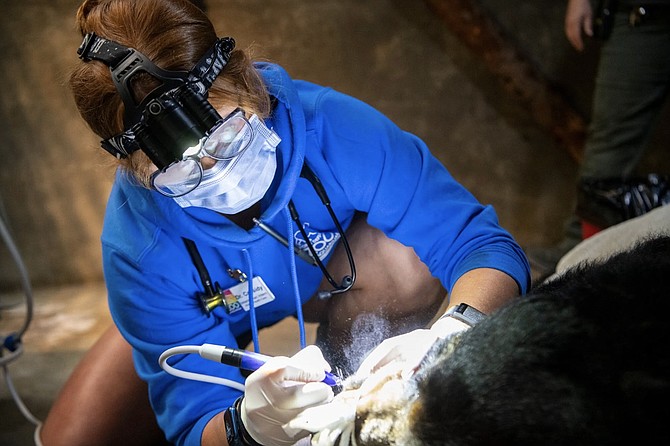 Northwest Trek head veterinarian Dr. Allison Case invited Zoo intern veterinarian Dr. Cassidy Soehnlein to participate in wellness exams for Black bears Fern and Benton.