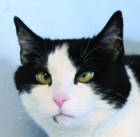 Quinn is a gorgeous 10-year-old tuxedo/mix with adorable crossed-eyes. Rescued from a dangerous situation, she came to CAPS. She is a bit shy but very sweet.