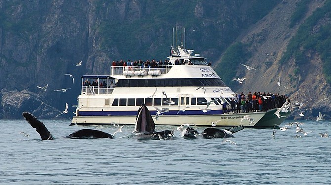 Alaska’s incredible marine wildlife can be seen while cruising beside glaciers along the inland fjords.