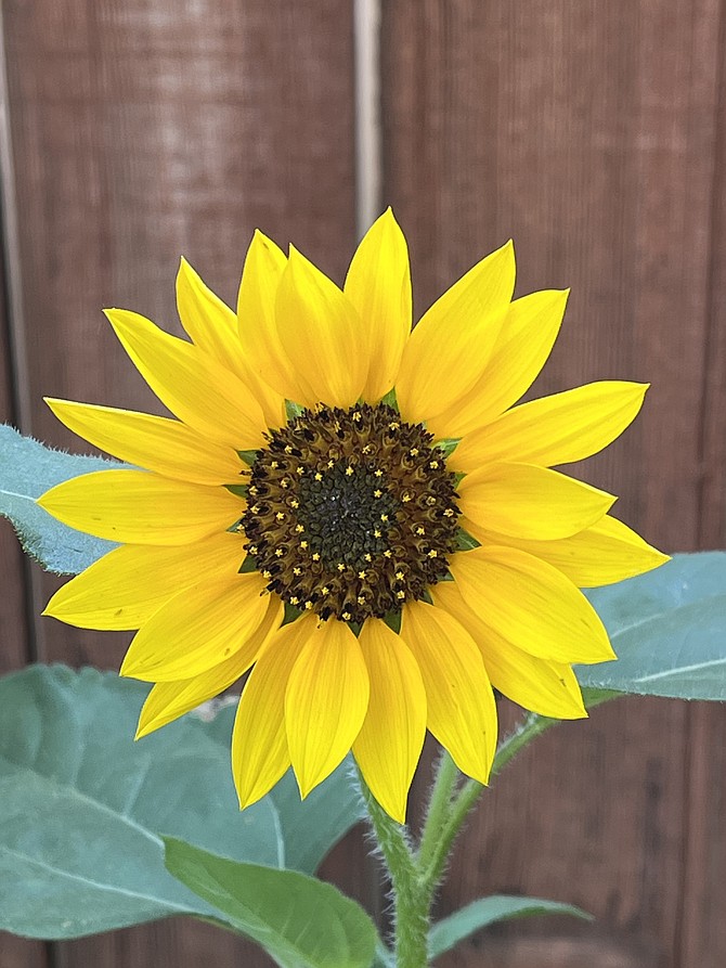 Sunflowers are blooming across Carson Valley including this one taken by resident Frank Dressel.