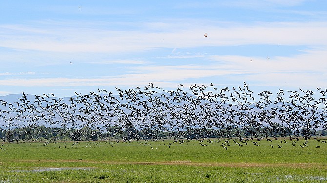 A big flock of birds gathers in the field south of Muller Lane on Sunday morning just a few hours before a third 1,500-customer power outage centered on the Muller Lane substation.