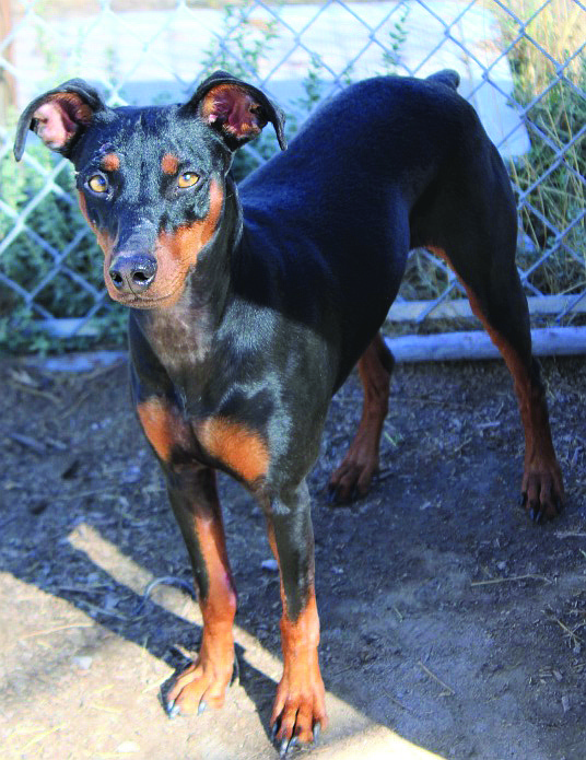 Gemma, a 2-year-old Manchester Terrier, is a spunky active girl. She loves to run and enjoys trotting by a bike. She is looking for that special someone who will take time to give her attention and focused training.