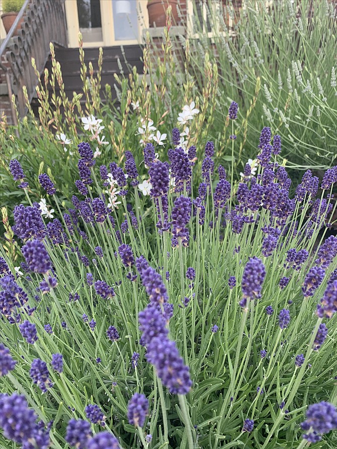 Lavender's fragrant oils are concentrated in its leaves and stems, rewarding stroking.