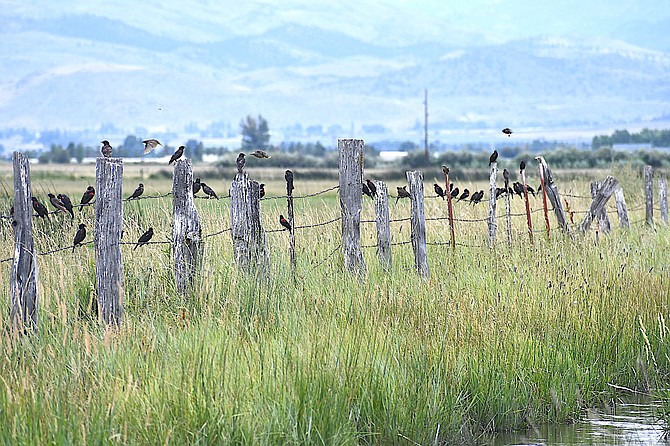 Birds perching on a fence near Muller Lane include a possible female cowbird or two along with mostly male red-winged blackbirds and juvenile red-winged blackbirds.  Photographer Robin Eppard said the it's not uncommon for the three species to flock together for resources.