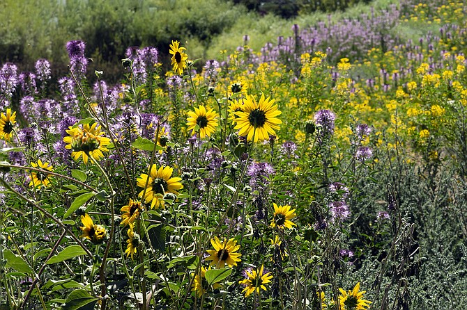 Flowers bloom along Martin Slough Trail behind the Carson Valley Inn.