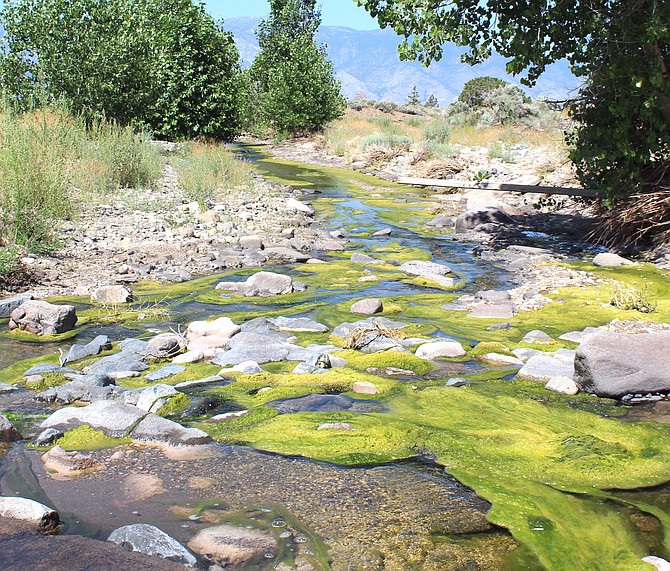 Pinenut Creek is down to a trickle below Jo Lane on Thursday. Typically fed by snowmelt in the Pine Nut Mountains the creek bed is usually dry by late summer.