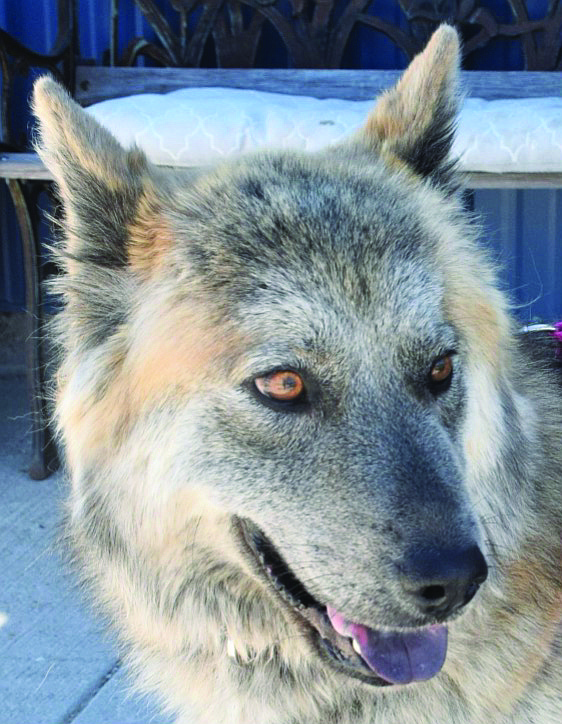 Angie is a uniquely beautiful 1.5-year-old Shepherd/Chow mix. Her golden eyes are captivating. She is an active, happy girl who likes people. Angie loves to play tug-of-war and fetch.