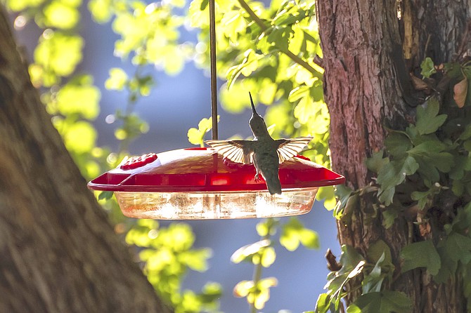 Minden photographer Jay Aldrich said he calls this picture of a humming bird at a feeder, "Summer time."
