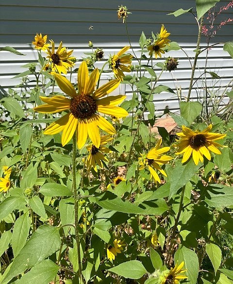 Volunteer sunflowers in JoAnne Skelly’s yard.