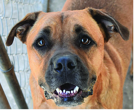 Loki is an adorable 2.5-year-old Boxer mix. He has a sweet disposition, although he is a bit shy with new people. When Loki feels comfortable, he is huggable and loves attention.