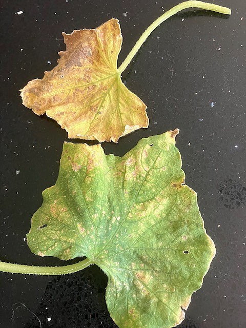 Spider mites on lemon cucumber leaves turn the leaves speckled, yellow, and then brown.