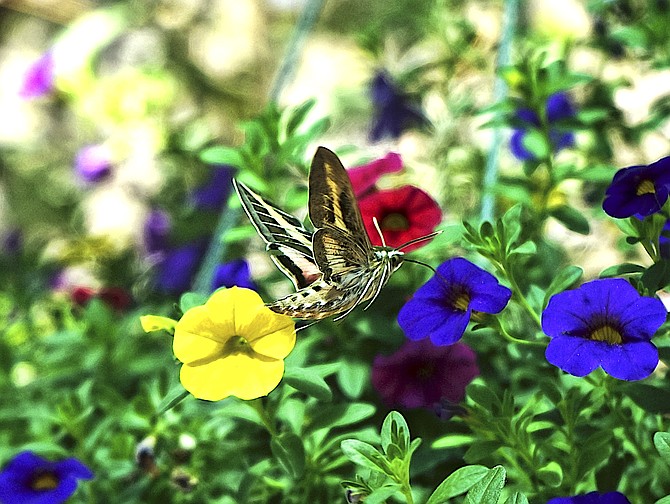 There are a lot of white lined sphinx moths(humming bird moth) visiting flowers across the region. Topaz Ranch Estates resident John Flaherty got a photo of this one in the flowers.