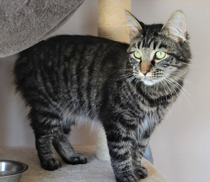 Teadalma is a strikingly beautiful 1-year-old Tabby. His incredible striped fur is unusual and his green eyes are enchanting. He is a very relaxed sweet boy who enjoys petting.