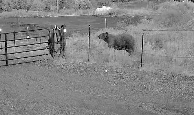 A bear appears on camera at John Flaherty's place in Topaz Ranch Estates. Apricots and peaches are ripening up here and pears and apples will ripen with the first frost. The bears will harvest that fruit if we don't.