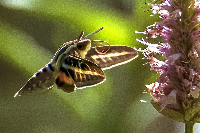 On Old Luther Grade, a White-Lined Sphinx moth reels in his proboscis after schlurping from wild Horsemint. Photo special to The R-C from Jay Aldrich