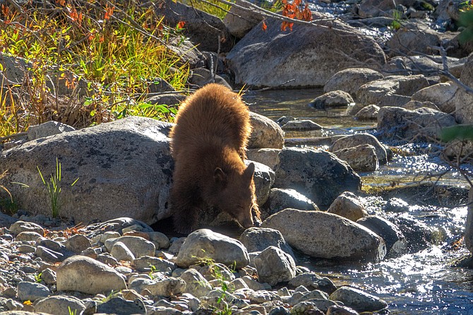 Photo by Nevada Department of Wildlife showing a black bear in Nevada. The bears in Nevada often have cinnamon-colored fur, according to NDOW.