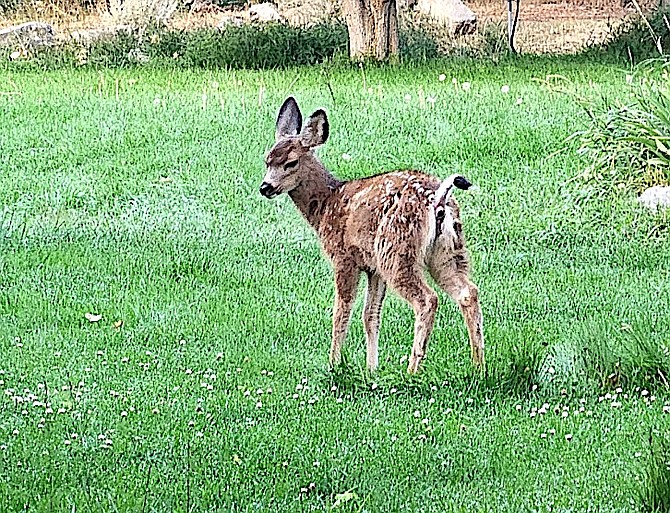 A fawn on the lawn taken by Genoa resident Angie VanGelderen on Wednesday. These little guys are out and about, so please be careful driving around the west side.
