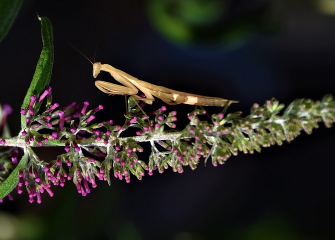 A praying mantis camps out on a butterfly bush in this photo take by Tim Berube.