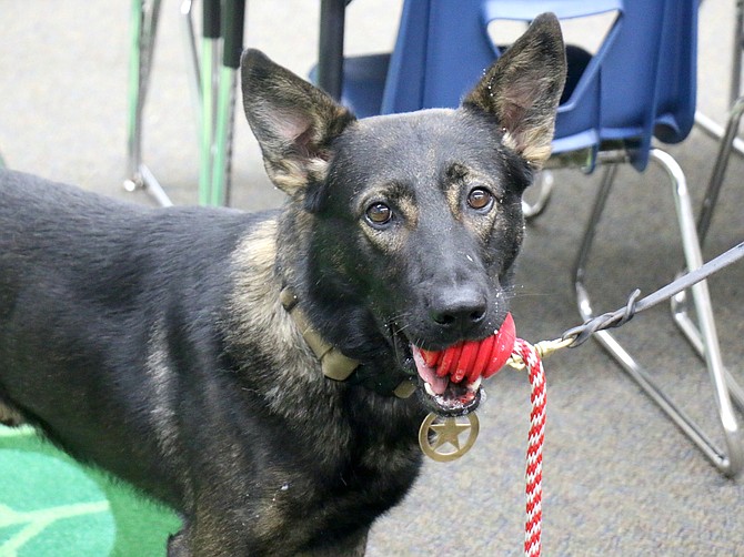 Carson City Sheriff’s K-9 officer Camper at Eagle Valley Middle School on Aug. 28, 2023.