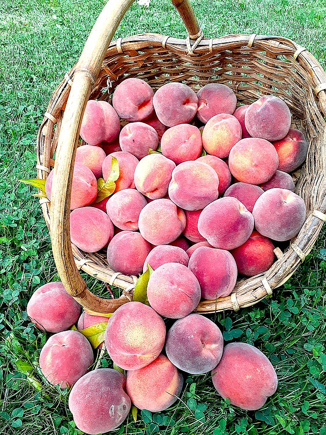 Peaches are ripening by the basketful across Carson Valley as shown in this photo by Pamela Jauquet.