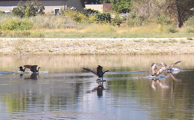 Geese come in for a landing on Mountain View Park Pond on Thursday morning.