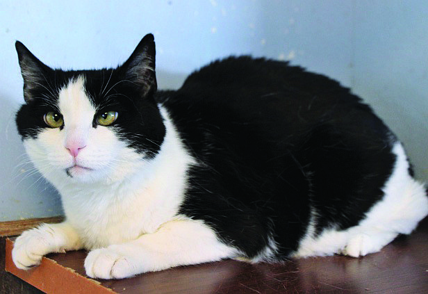 Quinn is a gorgeous 10-year-old tuxedo-mix with adorable crossed eyes. Rescued from a dangerous situation, she came to CAPS. She is a bit shy but very sweet. Mostly, Quinn enjoys hanging out in her cat tree or finding tiny places where she can snuggle in and snooze.