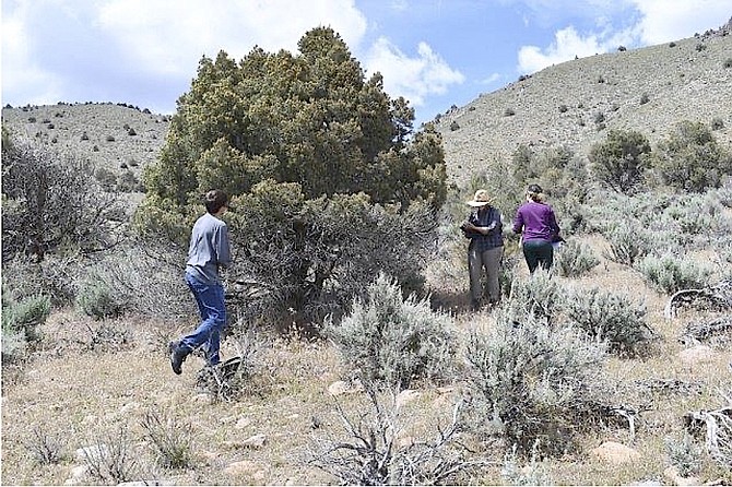 Western Nevada College students inventory piñon pines at Wild Oat Mountain above Topaz Lake in southern Douglas County. Photo special to The R-C by Robin Eppard