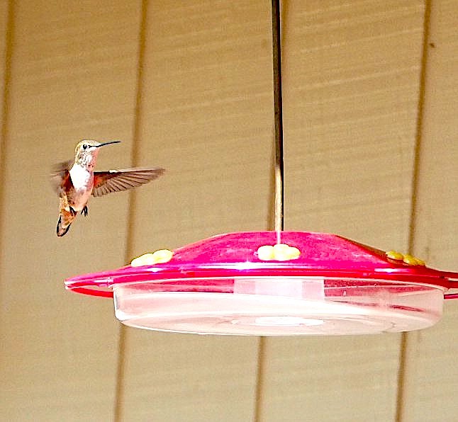 Dave Thomas captured this photo of a humming bird last week.