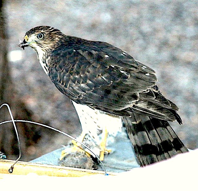 Christine Evanchik sent in this photo of a hawk with its prey earlier this week.