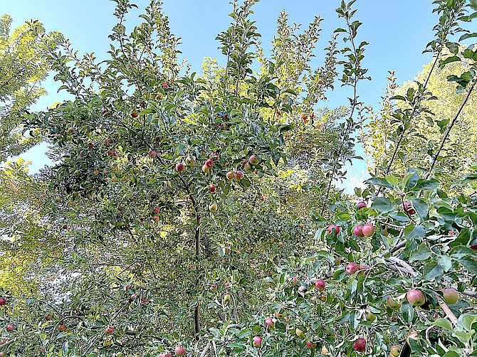 Genoa has a bumper crop of apples ripening in the trees this season.