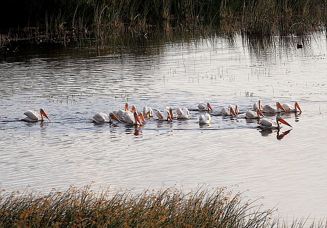 A flock of pelicans enjoy a cool morning south of Genoa on Thursday morning.