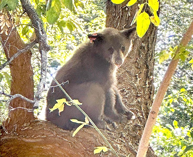 Photographer Kim Steed was working her Candy Dance booth in downtown when she saw the hubub surrounding three bears. She caught this photo of the cub that climbed a tree rather than brave the shoppers.