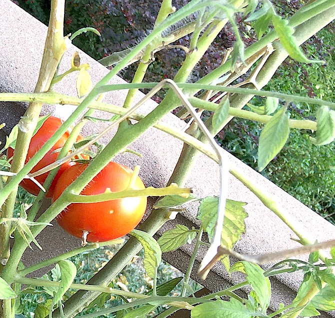 There were still tomatoes ripening on the vine in Genoa on Oct. 22, 2022, just before it snowed for the first time. Leaving the plants out this weekend with temperatures forecast to approach freezing is a gamble.