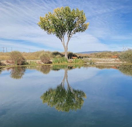 Seaman Pond in Minden reflects a tree in this photo by Reggie Mueller.
