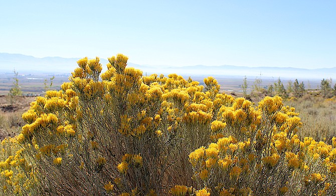 Between the smoke and the rabbitbrush it has been an eyewatering allergy season.