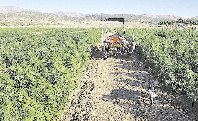 A tractor works on a hemp field at Hungry Mother Organics in 2019 when there were 10 hemp growers certified in Douglas County. This year there were zero.
