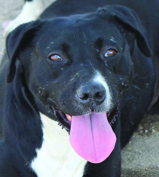 Diesel and Sadie (see the print edition for photos of both) are an 8-year-old Lab-mix brother and sister. Diesel is friendly and enjoys being around people. He loves his pool and playing fetch. Sadie is a sweet girl who likes playing in her pool and going for walks.