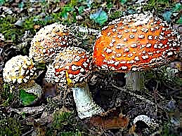 Don't eat this. It's a amanita muscaria mushroom and couldn't be providing a better warning.