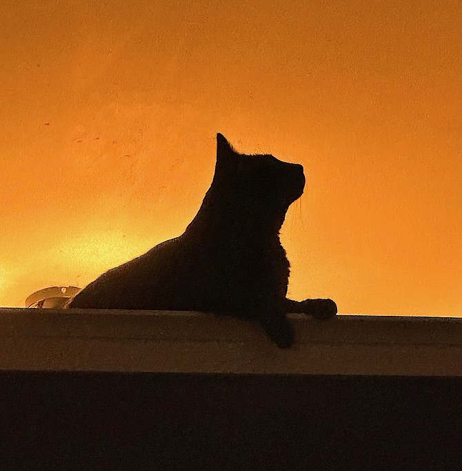 What would be more appropriate for the last Friday the 13th in 2023, than this photo of Karen Hogan's black cat.