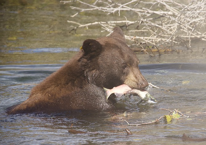 With the stream profile closed, one way to see a fish at Taylor Creek is in a bear's mouth. Karen Martell took this photo at the Lake Tahoe park.